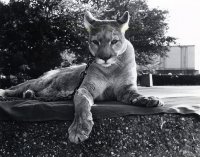 1280px-Shasta_III_Mascot_Cougar.jpg