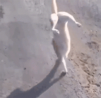 cat-fun-65-cat-walking-on-front-feet-usagif.gif