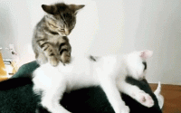 massage-cute-kittens-relax-6rcu4fcyromd4pua.gif