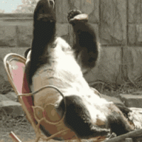 1735769812200.gif