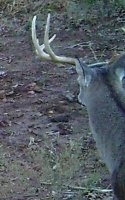 big buck cropped 2.jpg