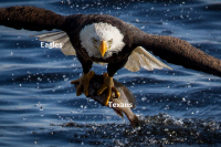 1667180850184.png