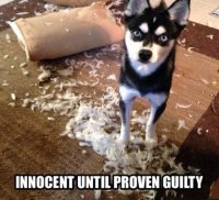 innocent-not-guilty.jpg
