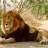 Southern Lion