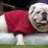 uga_iv